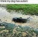 I think my dog has autism.jpg