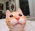 cat-selfie-1-500.jpg