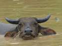 cambodian water buffalo.jpg