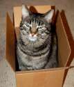 cool-cat-in-a-box.jpg