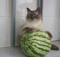 melon cat.jpg