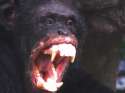Angry_chimpanzee.jpg