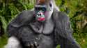 half-makeup-gorilla[1].jpg