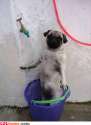 Pug-Dog-Taking-Shower-Funny-Picture.jpg