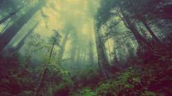 forest-3840x2160-green-fog-threes-8160.jpg