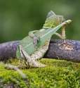 lizard with leaf guitar.jpg