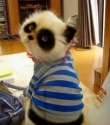 panda cat.jpg