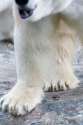 4629073-Closeup-of-white-fury-ice-bear-legs-Stock-Photo.jpg