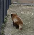 Red panda standing by.gif