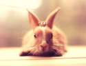 My-bunnies-are-my-models18__880.jpg