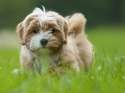 What%20are%20the%20unique%20characteristics%20of%20Havanese%20puppies[1].png