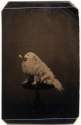 Dog, 1875.jpg