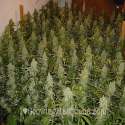 bushy-marijuana-plants[1].png