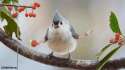 you-dont-need-a-reason-to-enjoy-birds-with-arms-15-gifs-13.gif
