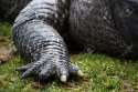 6295225-Close-up-view-of-the-claw-of-a-crocodile--Stock-Photo-crocodile.jpg