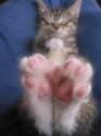 cat-toes.jpg