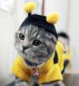 Bumblebee-Cat-Halloween-Costume.jpg