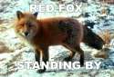 red_fox_on_snow.jpg