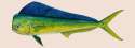 dolphinfish-464x170.png