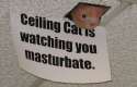 ceiling_cat_masturbate.jpg