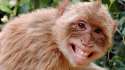 Monkey-Smiling-Funny-Walpaper.jpg