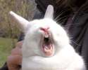 screaming-rabbit.jpg