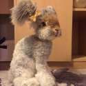 haircut-rabbit-angora-wally-5.jpg