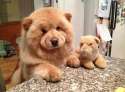 dog-look-like-teddy-bear-1__605.jpg