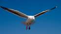 Seagull-in-Flight.jpg