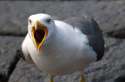 seagull-manager-angry-bird-w425x282.jpg
