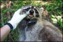 raccoon-collar.jpg