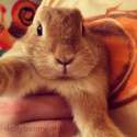 Bunny-Selfie.jpg