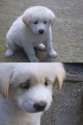 Sad Puppy.jpg
