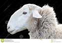 sheep-head-side-view-black-30576440.jpg