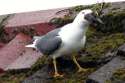 PAY-Seagull-eats-starling.jpg