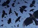 a-murder-of-crows.jpg