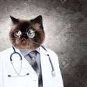 doctor cat.jpg