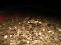 pile_of_golden_coins_by_doko_stock.jpg