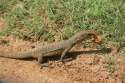 sri-lanka-monitor-lizard-eating-yala-national-park.jpg