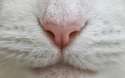close-up-macro-photo-nose-white-cat-hd-cats-wallpapers.jpg
