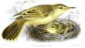 192-southern-marquesan-reed-warbler-acrocephalus-mendanae-c2a9drawing-wikic.jpg
