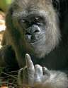 chimp+finger.jpg