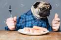 55674817-Hungry-pug-dog-with-man-hands-in-checkered-shirt-holding-fork-and-sausage-over-grey-background-Stock-Photo.jpg