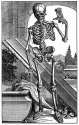Anatomical_figure;_skeleton,_17th_century._Wellcome_M0000422.jpg