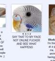 budgie.png