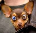 funny-blue-gree-eyes-dog-avatar_by-avatarys.jpg