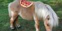 ___ pizza in the wild photo series began after seeing a funny pizza.jpg