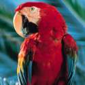 red-parrot.jpg