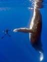 whale-snorkler.jpg
