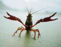 crayfish-on-shore.jpg